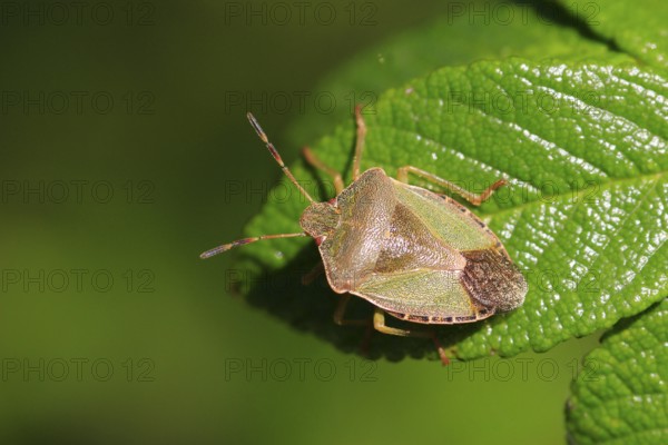 Bug, September, Germany, Europe