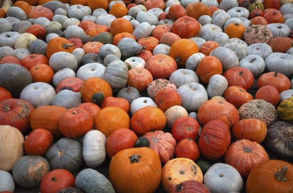 Various ornamental pumpkins, pumpkins, Ludwigsburg, Baden-Württemberg, Germany, Europe
