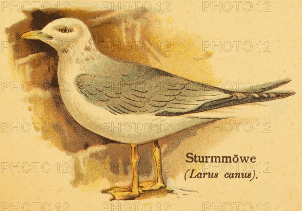 Common gull (Larus canus) side view, World of Birds, historical illustration 1890