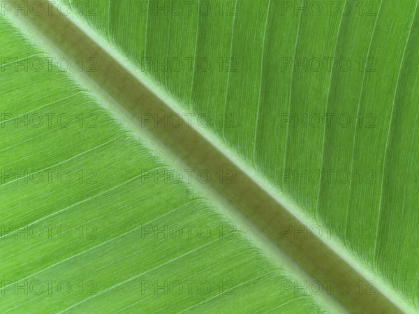 Macro photograph of a leaf of Musa x paradisiaca, plantain, cooking banana