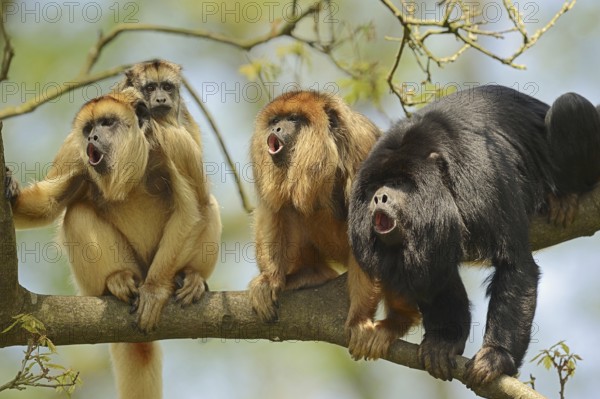 Black howler (Alouatta caraya), male and female calling with young, captive, occurring in South America