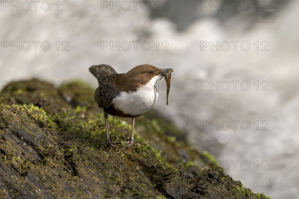 White-throated Dipper (Cinclus cinclus), at a torrent with prey in its beak, Rhineland-Palatinate, Germany, Europe