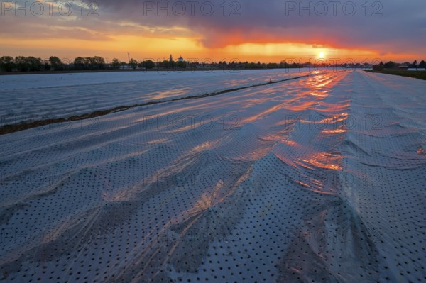 A covered asparagus field at sunrise, Erpolzheim, Bad D¸rkheim district, Rhineland-Palatinate, Germany, Europe