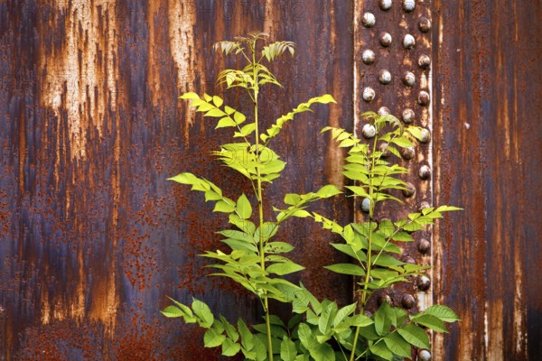 Green plant in front of rusty steel, industrial nature in the disused Hansa coking plant, Dortmumd, Ruhr area, North Rhine-Westphalia, Germany, Europe