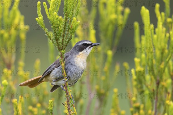 Cossypha caffra, family of flycatchers, Underberg surroundings, Underberg, KwaZulu-Natal, South Africa, Africa