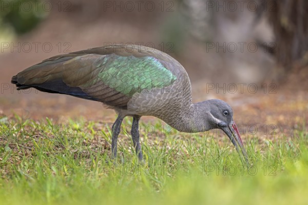 Hagedash (Bostrychia hagedash) Family of ibises and spoonbills, foraging, poking in the ground, habitat, Fuerteventura, Spain, Europe