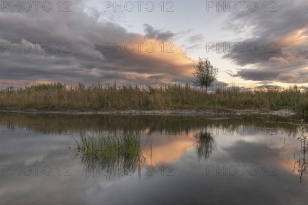 A body of water with a tree in the foreground. The water is calm and the sky is cloudy. Bas-Rhin, Alsace, Grand Est, France, Europe