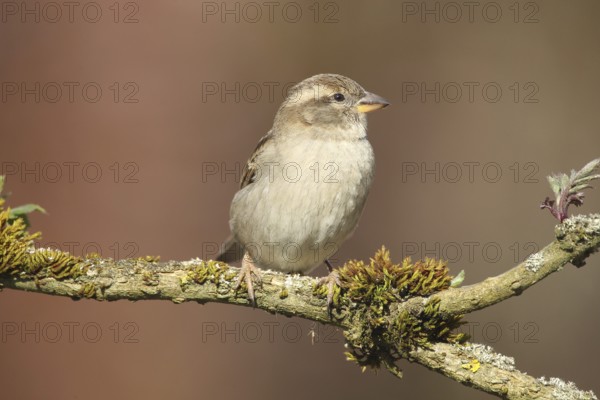 House Sparrow (Passer domesticus) female, Allgäu, Bavaria, Germany, Allgäu, Bavaria, Germany, Europe
