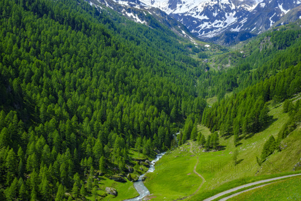 Mountain scenery in the Passeier Valley above Rabenstein, moss in Passeier, South Tyrol, Italy, Europe