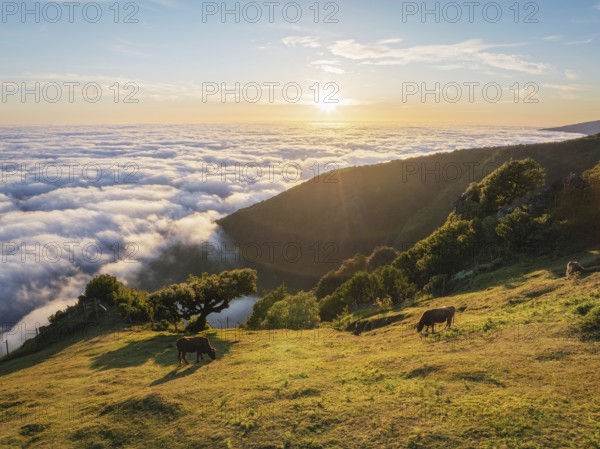 Aerial view of sunrise above clouds and green hills with cows grazing at Fanal mountain, Madeira island, Portugal, Europe
