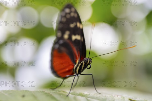 Tarricina half glasswing (Tithorea tarricina pinthias), red black butterfly sitting on a leaf, Alajuela province, Costa Rica, Central America