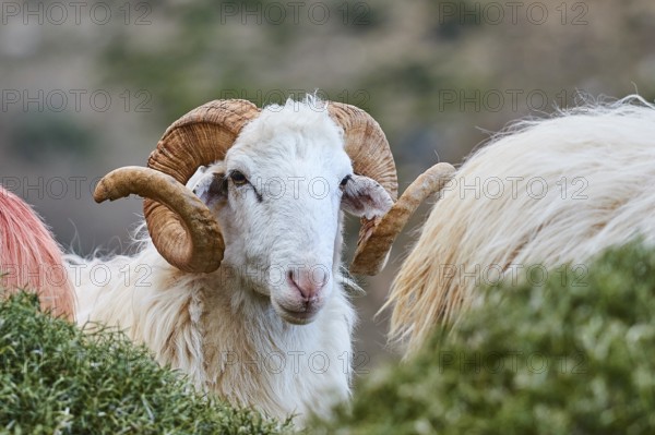 A ram looks directly into the camera, surrounded by nature, near the Kallikratis Gorge, Lefka Ori, White Mountains, mountain massif, west, Crete, Greece, Europe