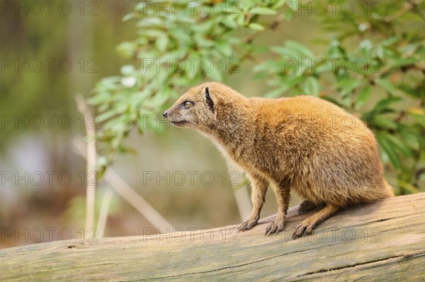 Ethiopian dwarf mongoose (Helogale hirtula) sitting on an old tree trunk, Bavaria, Germany, Europe