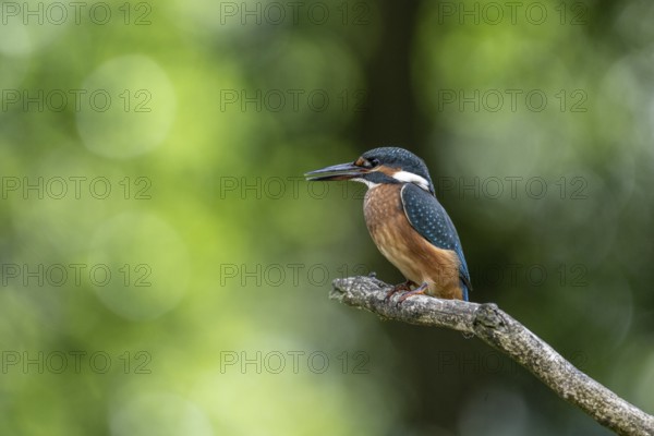 Common kingfisher (Alcedo atthis), Emsland, Lower Saxony, Germany, Europe