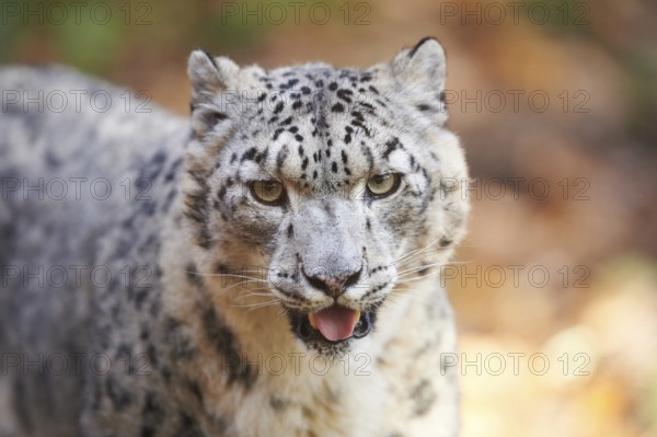 Snow leopard (Panthera uncia) or (Uncia uncia) portrait in autumn, captive