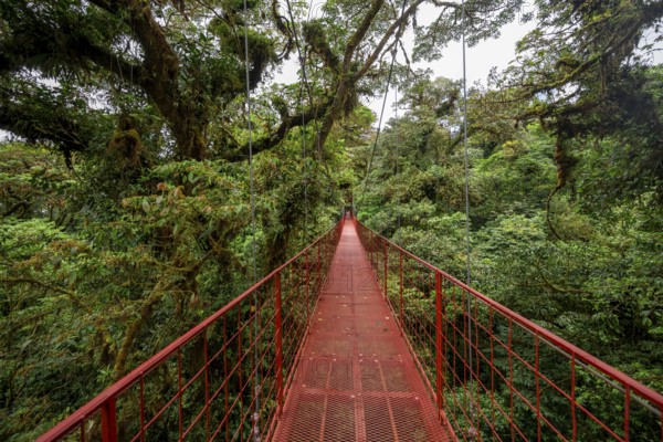 Red suspension bridge between the treetops in the rainforest, Monteverde cloud forest, Monte Verde, Puntarenas province, Costa Rica, Central America