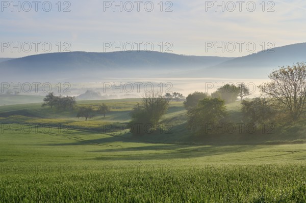 Peaceful landscape with green hills and trees in the morning mist, Mönchberg, Miltenberg, Spessart, Germany, Europe