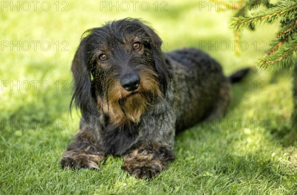 Rough-haired dachshund (Canis lupus familiaris) puppy, male, 3 years, animal portrait, lying in a meadow, Stuttgart, Baden-Württemberg, Germany, Europe