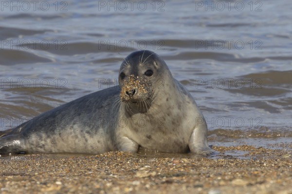 Common seal (Phoca vitulina) adult animal resting in the sea next to a beach, Norfolk, England, United Kingdom, Europe