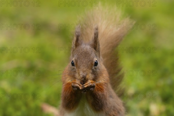 Red squirrel (Sciurus vulgaris) adult animal eating a nut, Yorkshire, England, United Kingdom, Europe