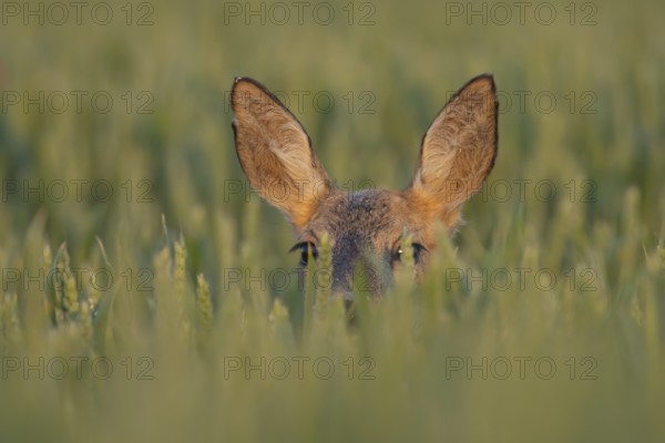 Roe deer (Capreolus capreolus) adult female doe animal in a farmland wheat field in the summer, Suffolk, England, United Kingdom, Europe