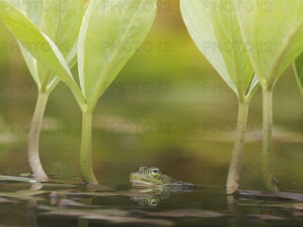 Green frog (Pelophylax esculentus) in a pond with reflection, North Rhine-Westphalia, Germany, Europe