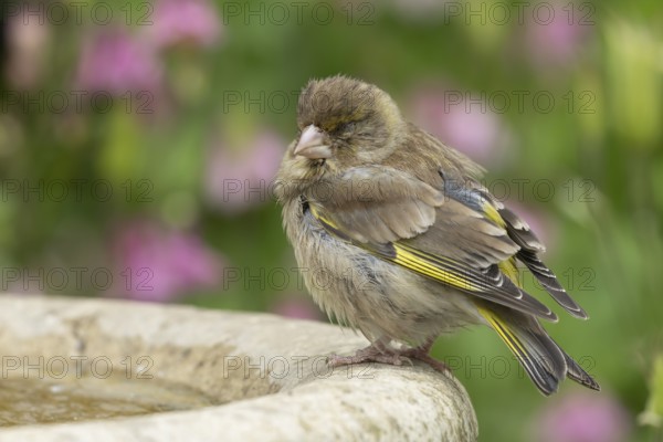 European greenfinch (Chloris chloris) adult bird sleeping on a garden bird water bath in the summer, Suffolk, England, United Kingdom, Europe