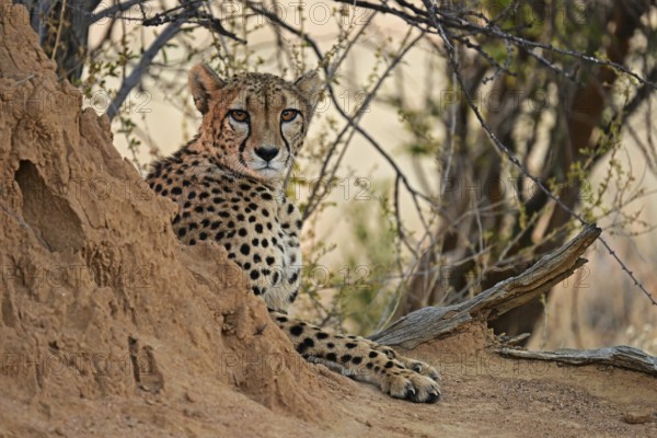 Cheetah (Acinonyx Jubatus) lying next to a termite mound, Okonjima Game Farm, Namibia, Africa