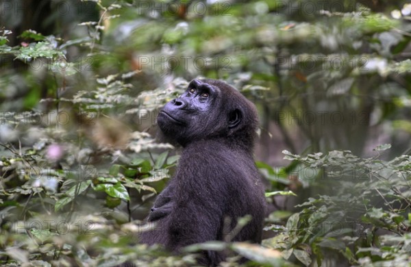 Western lowland gorilla (Gorilla gorilla gorilla), female, Loango National Park, Parc National de Loango, Ogooué-Maritime Province, Gabon, Africa