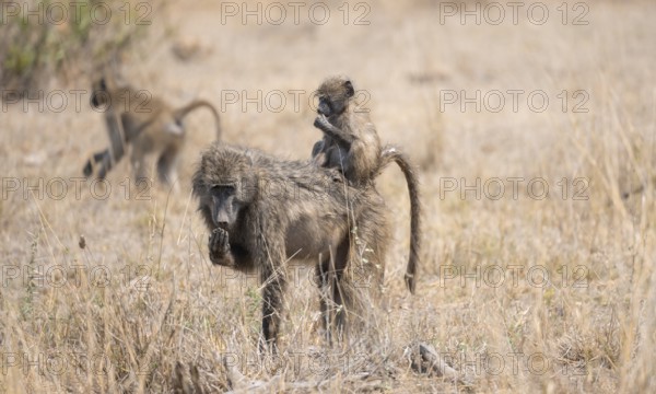 Chacma baboons (Papio ursinus), young sitting on the mother's back, foraging in dry grass, Kruger National Park, South Africa, Africa