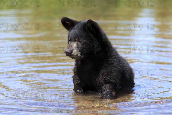 American Black Bear (Ursus americanus), young, in the water, six months old, Montana, USA, North America