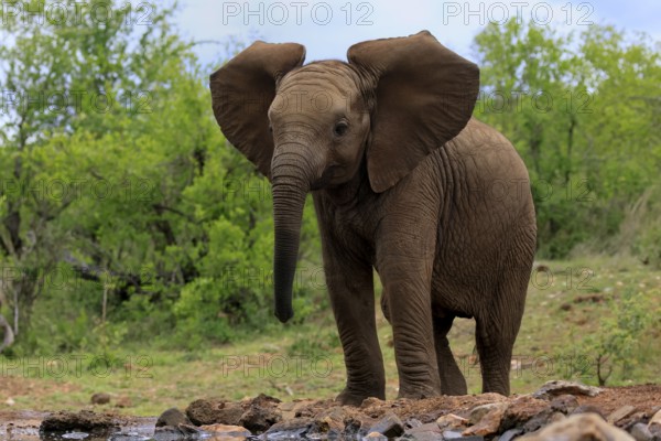 African elephant (Loxodonta africana), young animal, at the water, Kruger National Park, Kruger National Park, South Africa, Africa