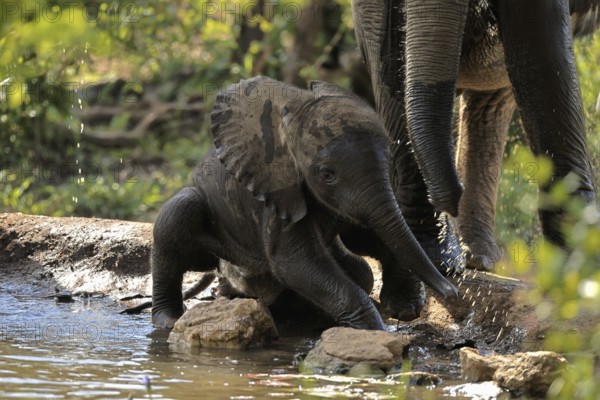 African elephant (Loxodonta africana), young elephant, baby elephant, calf, at the water, drinking, Kruger National Park, Kruger National Park, South Africa, Africa