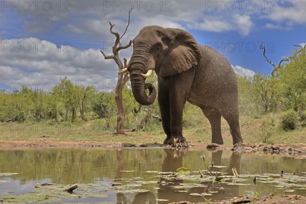 African elephant (Loxodonta africana), bull, male, at the water, drinking, Kruger National Park, Kruger National Park, South Africa, Africa