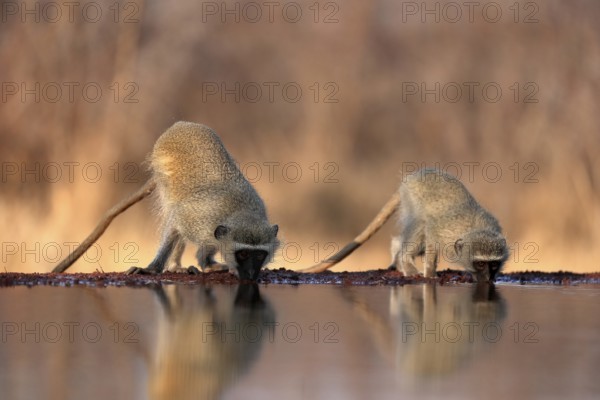 Vervet Monkey (Chlorocebus pygerythrus), adult, two animals, drinking, at the water, Kruger National Park, Kruger National Park, Kruger National Park South Africa