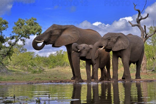 African elephant (Loxodonta africana), adult, female, mother, two young, mother with young, at the water, drinking, Kruger National Park, Kruger National Park, South Africa, Africa