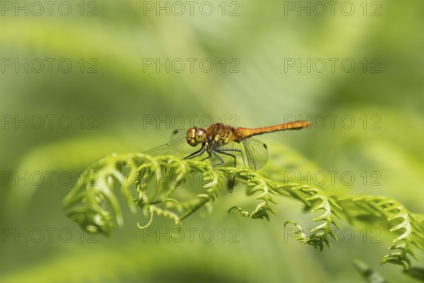 Common darter dragonfly (Sympetrum striolatum) adult insect resting on a Bracken plant leaf, Suffolk, England, United Kingdom, Europe