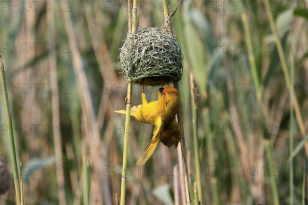 Eastern golden weaver (Ploceus subaureus), adult, male, at the nest, mating, Saint Lucia Estuary, Isimangaliso Wetland Park, Kwazulu Natal, South Africa, Africa