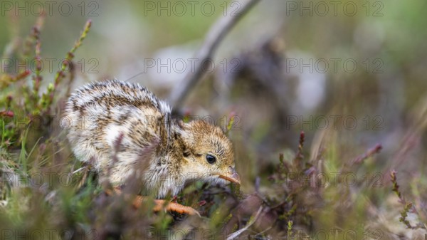 Chick of Red-legged Partridge, Alectoris rufa, North York Moors National Park, Yorkshire, England, United Kingdom, Europe