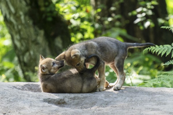 Two puppies playing in the forest, European grey gray wolf (Canis lupus), Germany, Europe