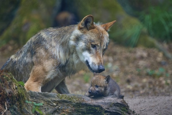 Gray wolf (Canis lupus), grooming and playing with puppy in the forest, summer, Germany, Europe