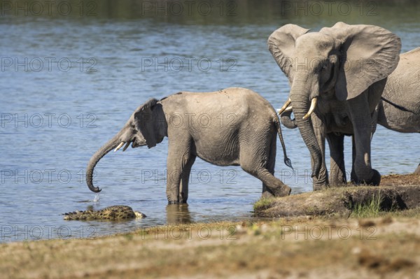 Elephant calf, Loxodentra africana, drinking water beside a Nile crocodile. An adult elephant is carefully watching the young elephant baby. Chobe National Park, Botswana, Africa