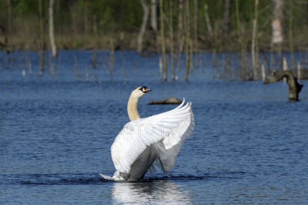 Mute swan (Cygnus olor), adult bird, flapping its wings, subsidence area, Bottrop, Ruhr area, North Rhine-Westphalia, Germany, Europe