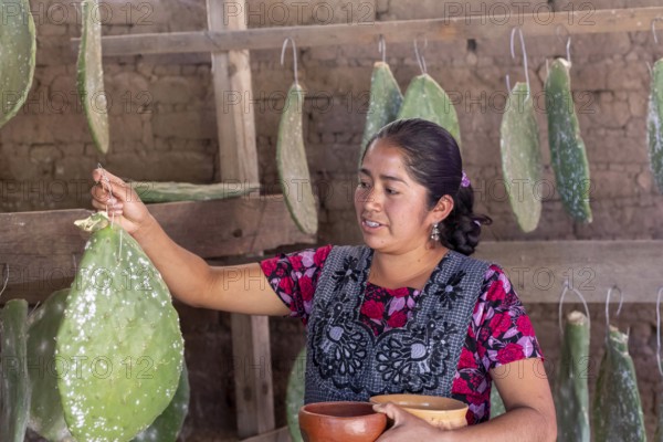 Teotitlan del Valle, Oaxaca, Mexico, Rural women in the Tlacolula Valley of Oaxaca benefit from a microfinance loan program run by the nonprofit En Via Foundation. Women can get interest-free loans starting at 1500 pesos ($75 US) to start or expand a business. The organization also gives classes in business basics, English, and internet marketing. Microloan recipient Brenda Martinez Gonzalez grows cochineal bugs on the paddles of the nopal cactus. The bugs (white) are dried, then crushed to make a natural red dye, Central America