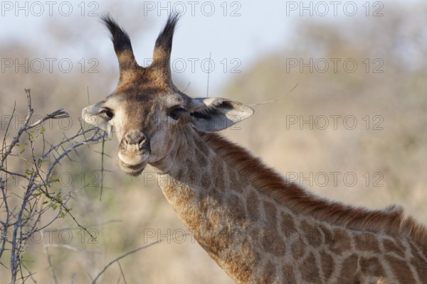 South African giraffe (Giraffa camelopardalis giraffa), young animal looking at camera, animal portrait, head close-up, Kruger National Park, South Africa, Africa