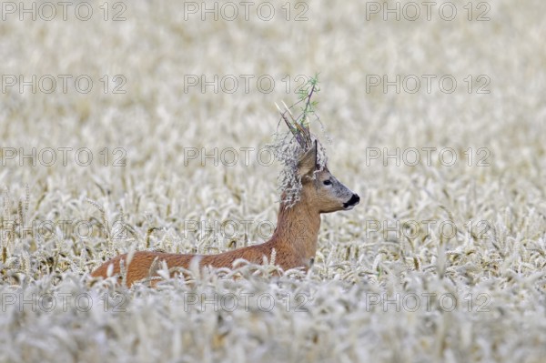European roe deer (Capreolus capreolus) buck, male with twig stuck in its antlers during the rut in wheat field, cornfield in summer