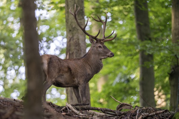 Red deer (Cervus elaphus), Vulkaneifel, Rhineland-Palatinate, Germany, Europe