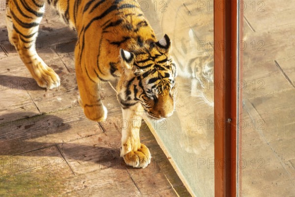 A tiger is walking on a brick floor. The tiger is looking at the camera