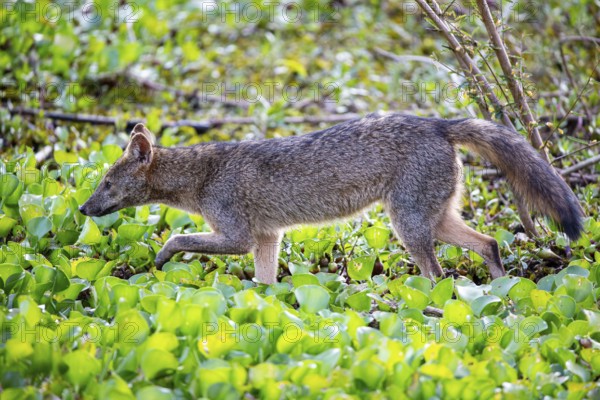 South American forest fox (Cerdocyon thous) Pantanal Brazil