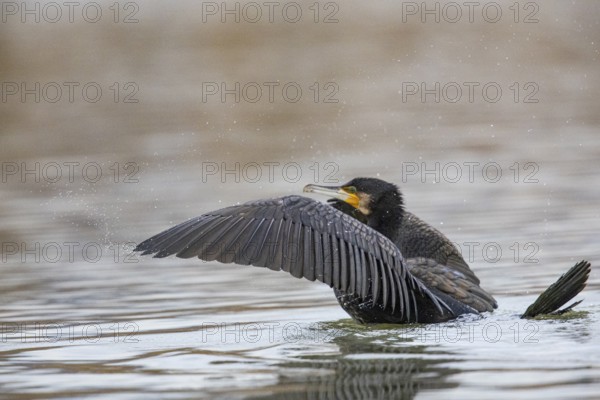 Cormorant (Phalacrocorax carbo) in the water Germany